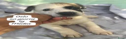 Meticcio cani in regalo: Meticci dolcissimi da salvare a Provincia di Pavia - Annuncio 7