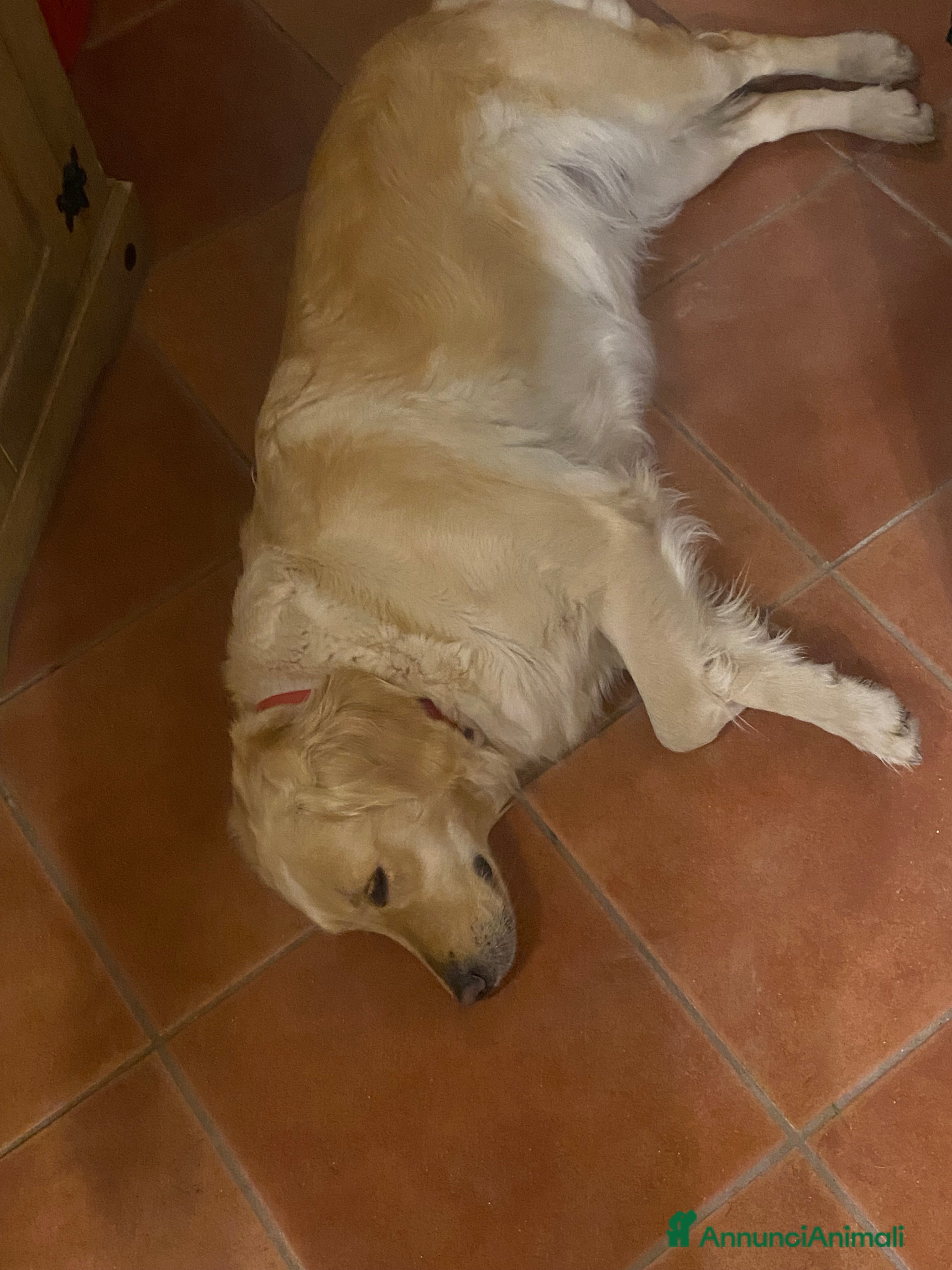 Golden Retriever cani Cucciolo di Golden retriver anglo americani  - Annuncio 1