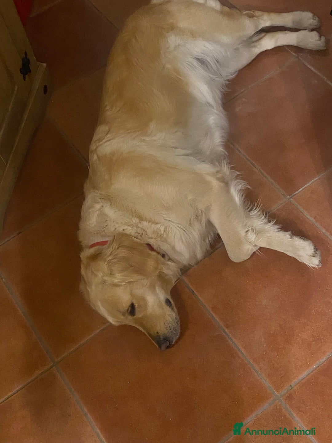 Golden Retriever cani in vendita: Cucciolo di Golden retriver anglo americani  - Annuncio 1