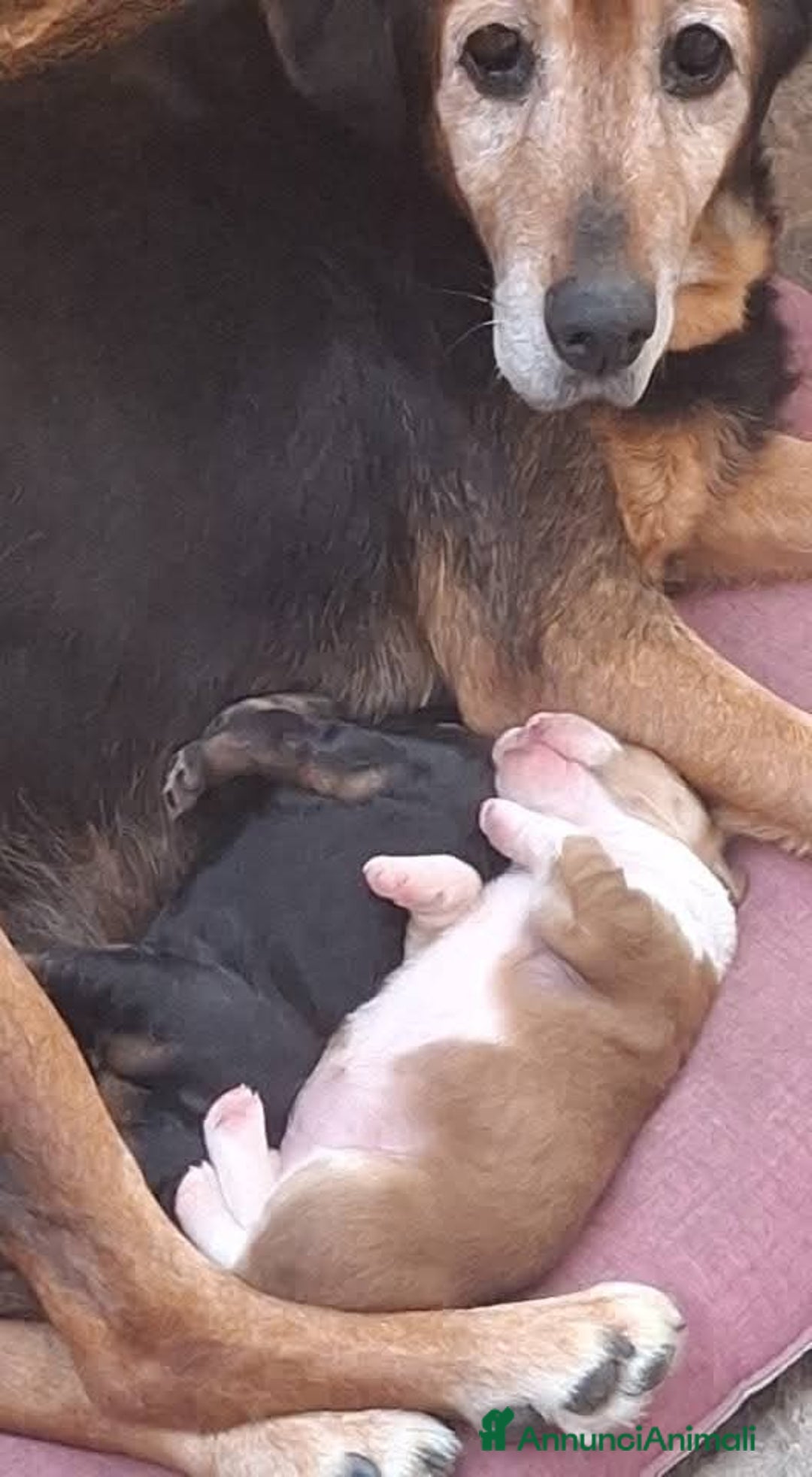 Meticcio gatti in regalo: Regalo - Annuncio 2