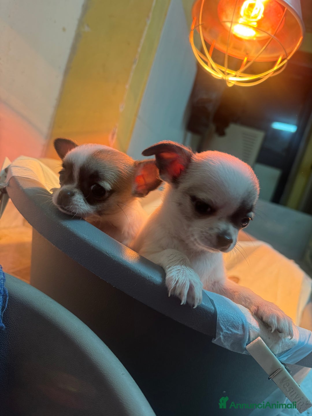 Chihuahua cani in vendita: Cucciole di chihuahua - Annuncio 4