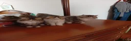 Persiano gatti in vendita: gatti persiani - Annuncio 3