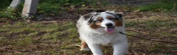 Australian Shepherd cani in vendita: cucciolotti pastore australiano - australian  - Annuncio 21