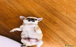Chihuahua cani in vendita: Cuccioli di Chihuahua Cercano Casa!  a Provincia di Sassari - Immagine 10