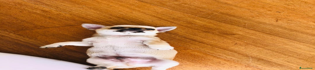 Chihuahua Cucciolo 3