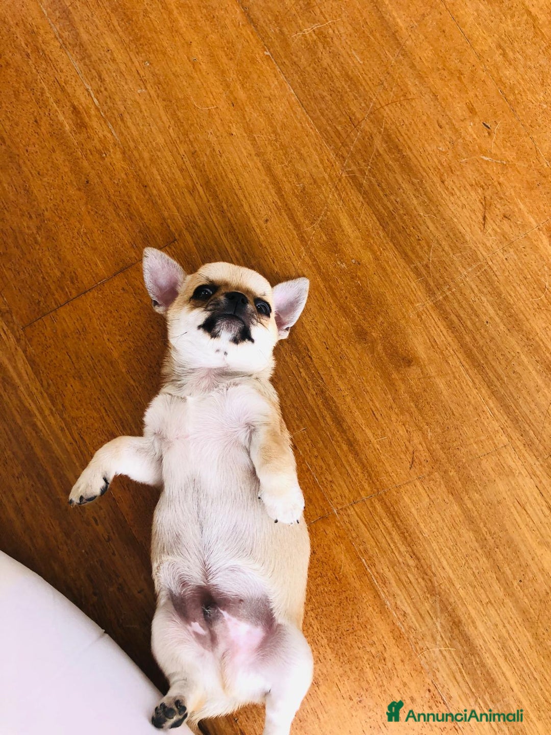Chihuahua cani in vendita: Cuccioli di Chihuahua Cercano Casa!  a Provincia di Sassari - Immagine 10