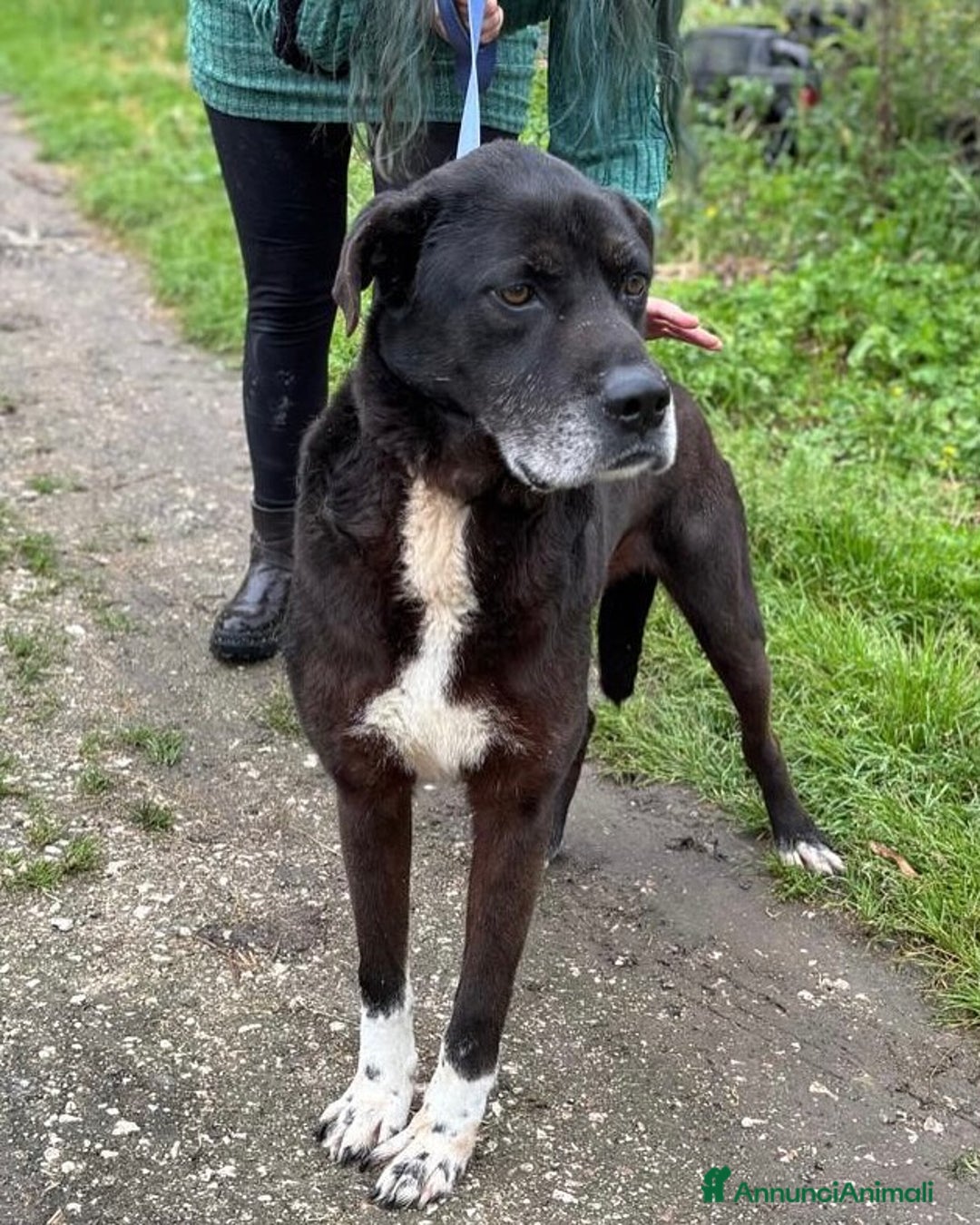 Meticcio cani in regalo: ROCKY 8 anni cerca casa - adozione del cuore! a Provincia di Latina - Annuncio 4