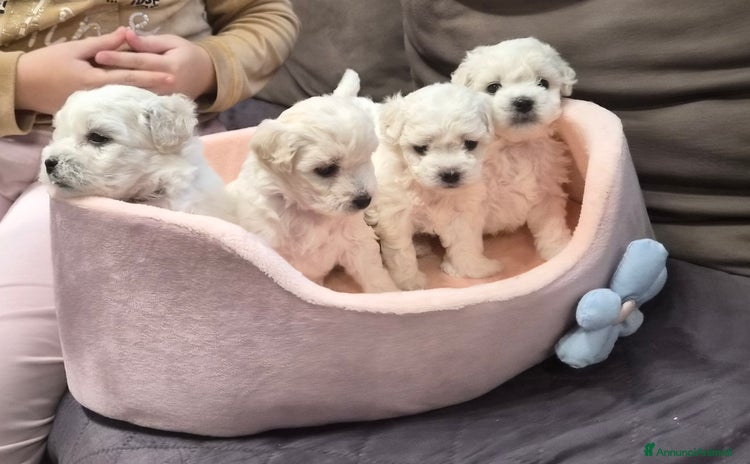 Maltese cani Cuccioli maltesi taglia piccola pelo riccio  - Annuncio 1