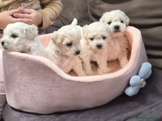 Maltese cani Cuccioli maltesi taglia piccola pelo riccio - Annuncio 19