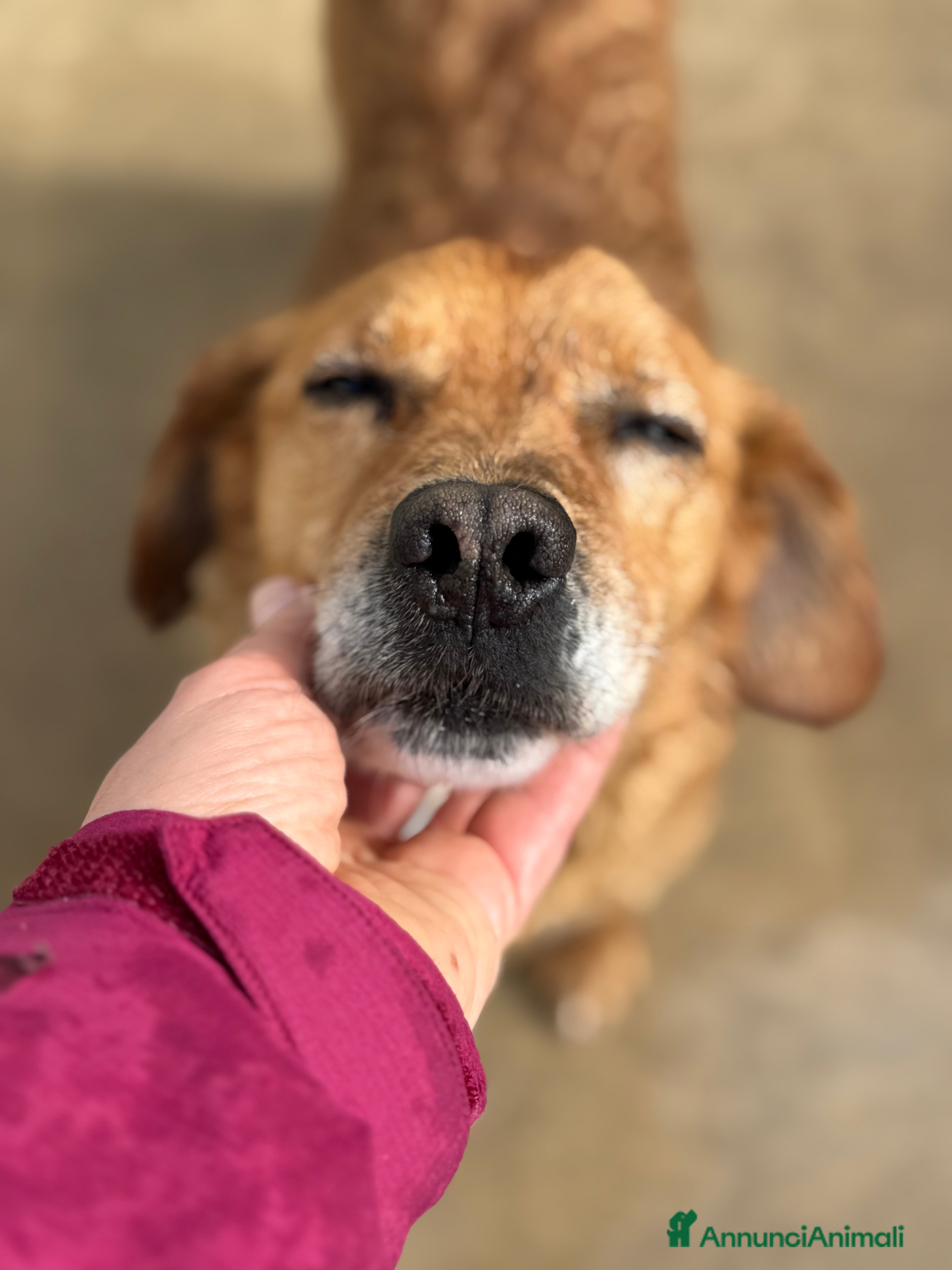 Meticcio cani Poli dolcissimo maschio in canile 7 anni 12kg - Annuncio 2