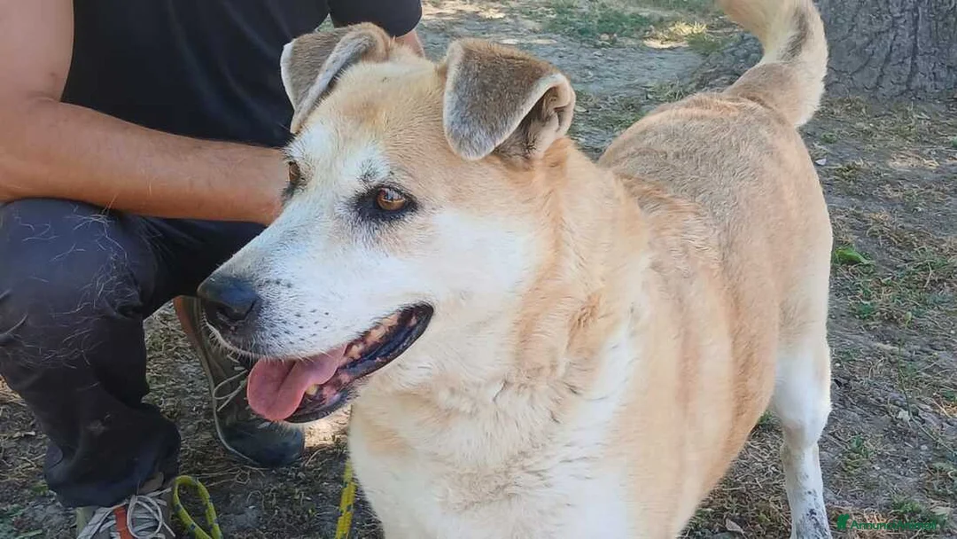 Meticcio cani in regalo: DEA CERCHIAMO IL MIRACOLO, IN ADOZIONE - Annuncio 4