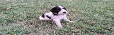 Lagotto 5