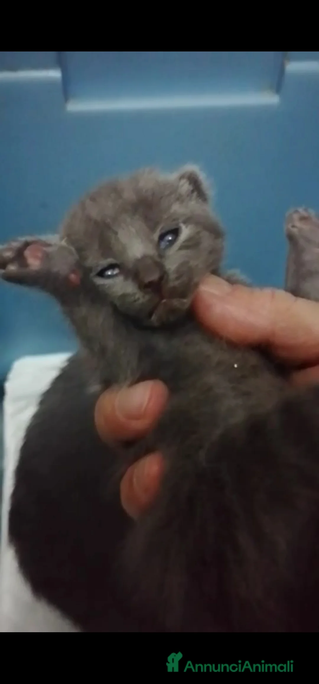 Immagine della galleria {{count}}