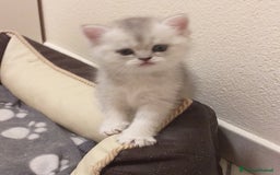 British gatti in vendita: Cuccioli British/Scottish  - Immagine 8