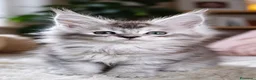 Maine Coon gatti in vendita: Cuccioli maine coon - Annuncio 6