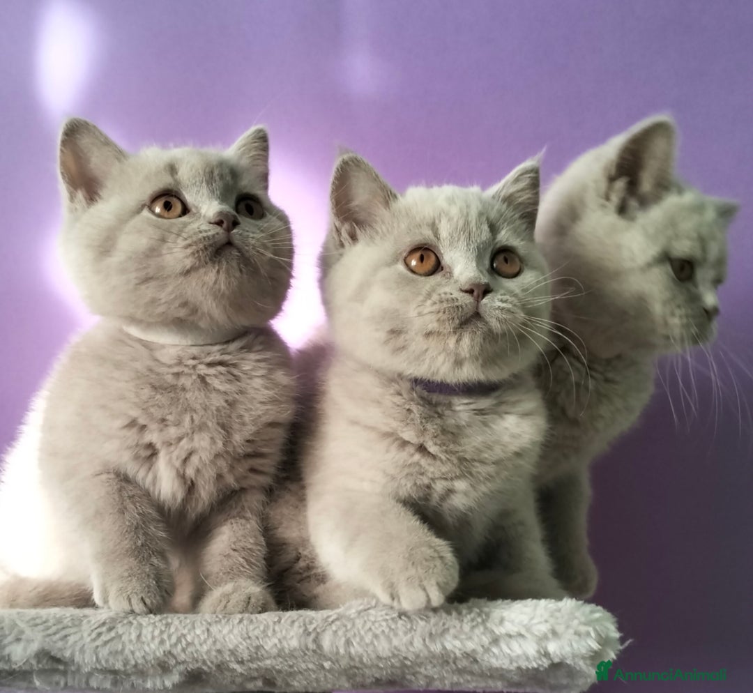 British gatti in vendita: Cuccioli British Shorthair  - Annuncio 2