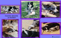 Border Collie cani in vendita: CUCCIOLO SEAL MERLE TRICOLOR BORDER COLLIE a Città metropolitana di Roma Capitale - Immagine 7