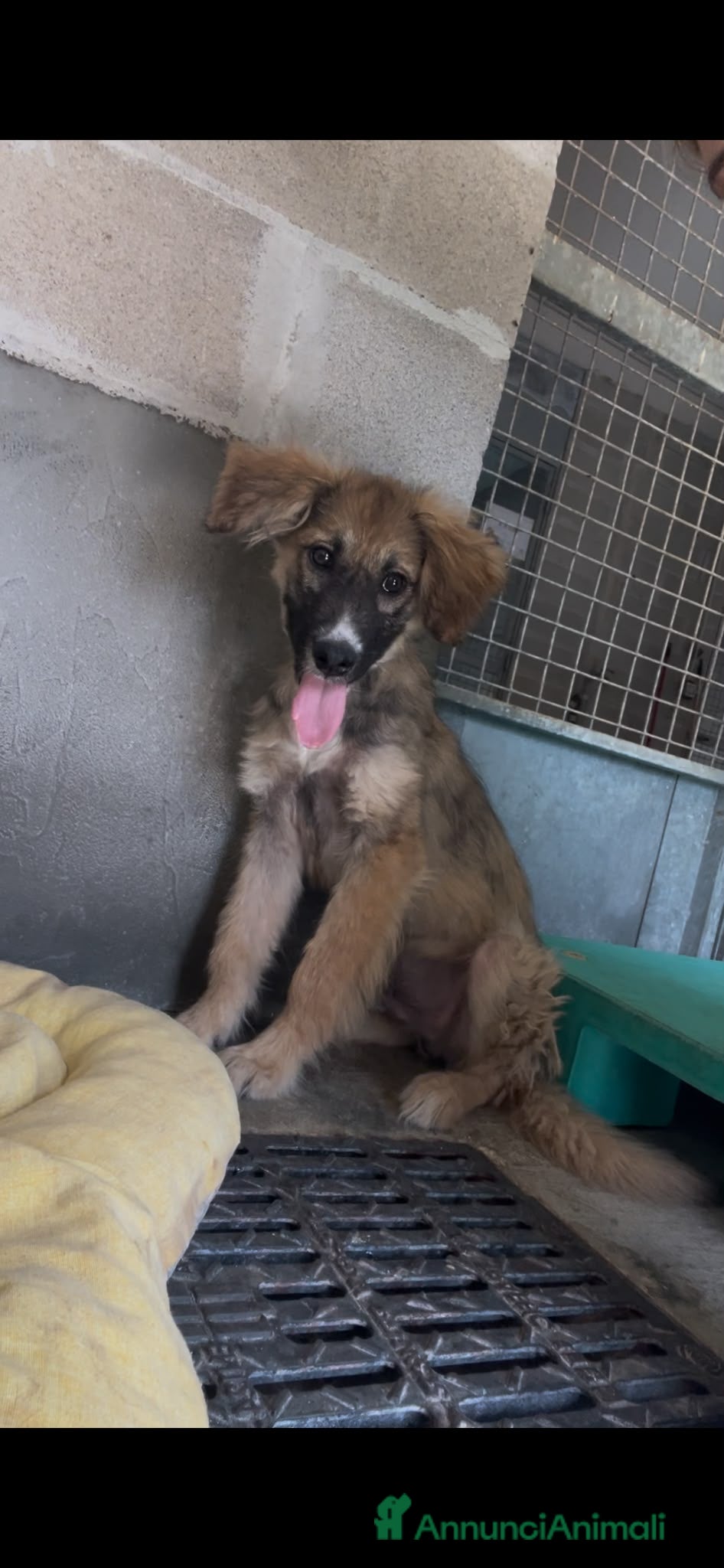 Meticcio cani Tony  - Annuncio 12