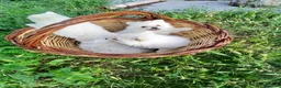 Volpino Italiano cani in vendita:  Cuccioli di Volpino Italiano- ottima genealogia  - Annuncio 4
