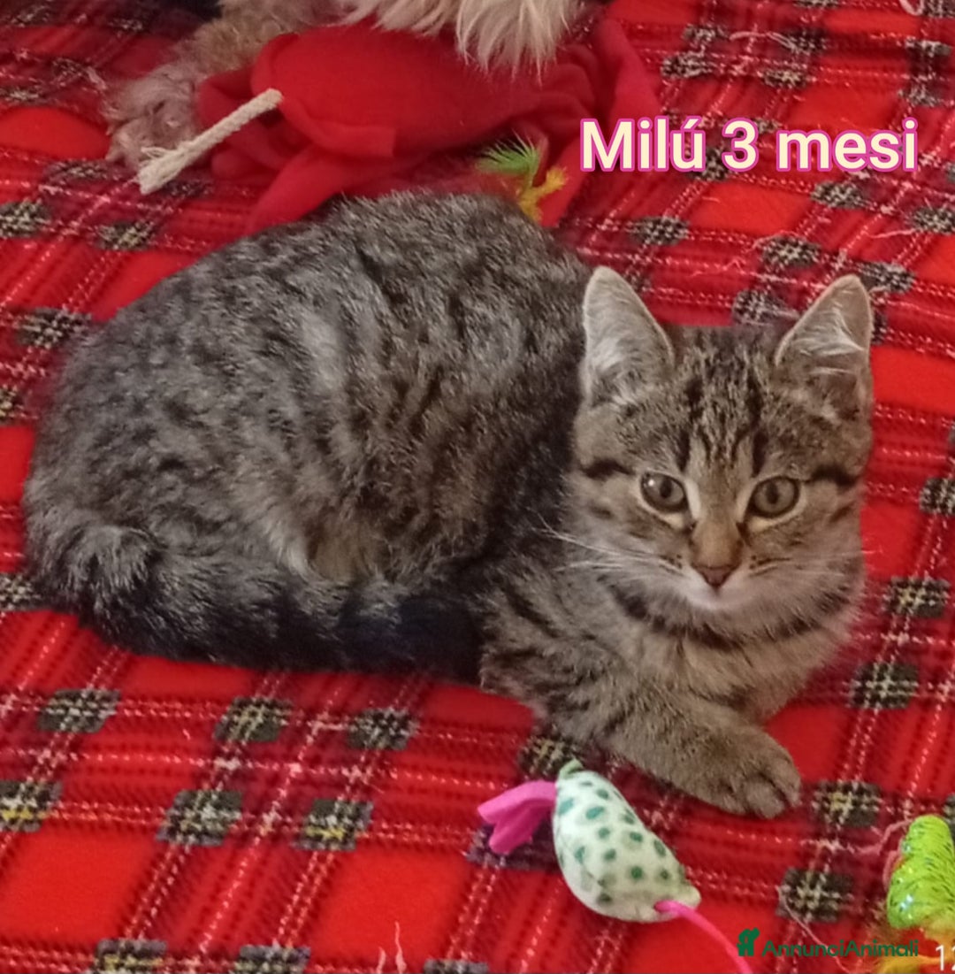 Europeo gatti in regalo: GATTINI SOLI ED ESCLUSI  - Annuncio 2