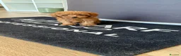 Barboncino Toy cani in vendita: Cuccioli barboncino Toy  - Annuncio 4