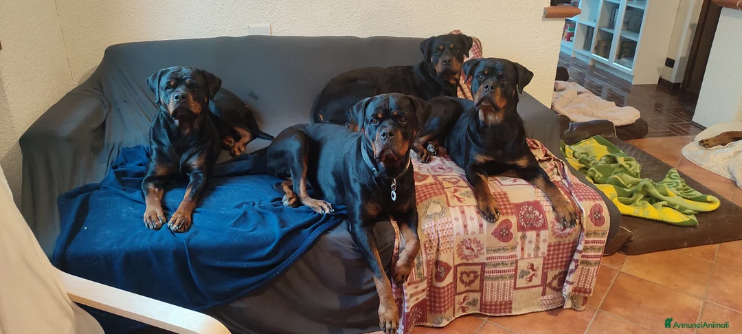 Immagine della galleria {{count}}