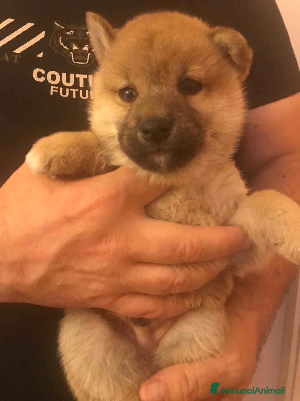 Shiba Inu cani in vendita: Cuccioli shiba Inu stupendi  a Provincia di Ancona - Annuncio 2