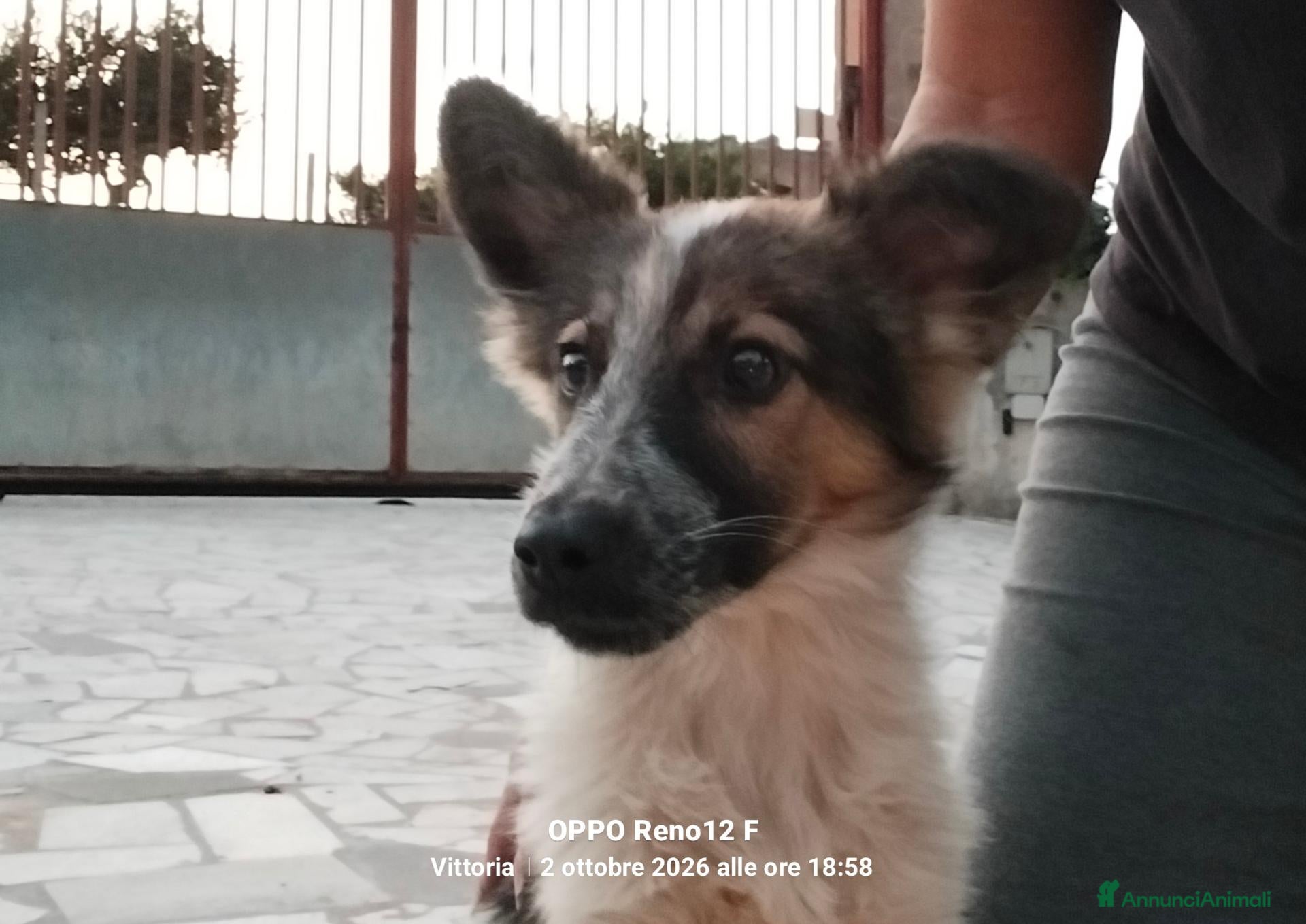 Meticcio cani Femminuccia  - Annuncio 1