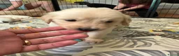 Golden Retriever cani in vendita: Cuccioli Golden Retriver con Pedigree - Annuncio 5