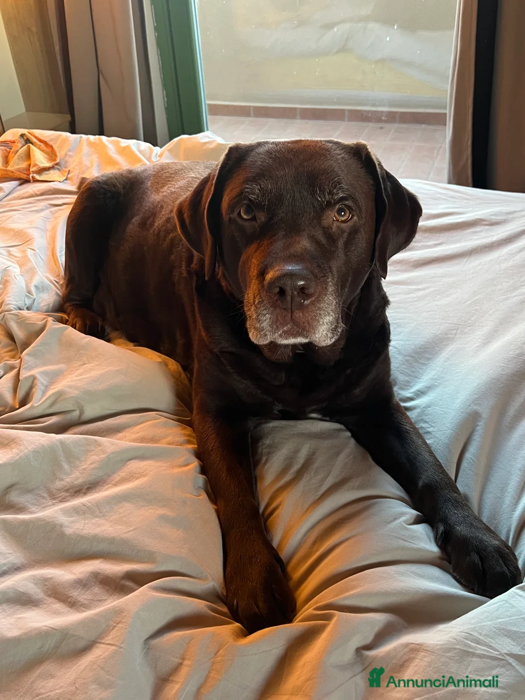 Labrador cani in vendita: Labrador Cioccolato - Annuncio 6