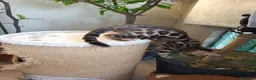 Bengala gatti in vendita: laun splendore cucciola Bengala 🥰  - Annuncio 10