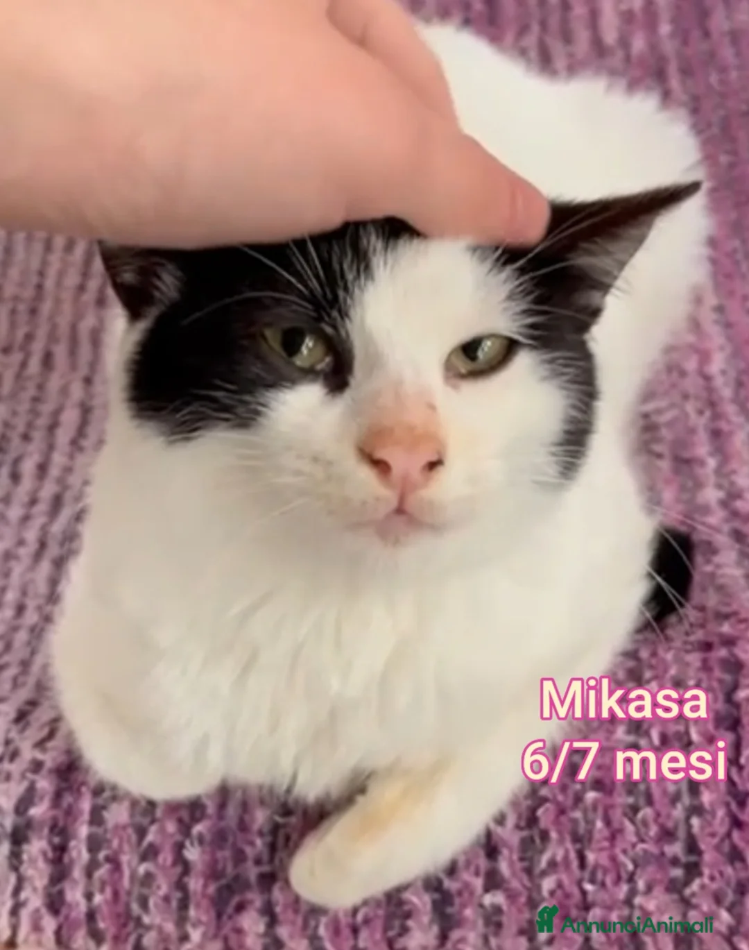 Altre razze gatti in regalo: MICINI, URGENTE: TEMPO SCADUTO  a Provincia di Arezzo - Annuncio 11