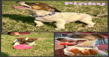 Jack Russell cani a Provincia di Lodi - Annuncio 3