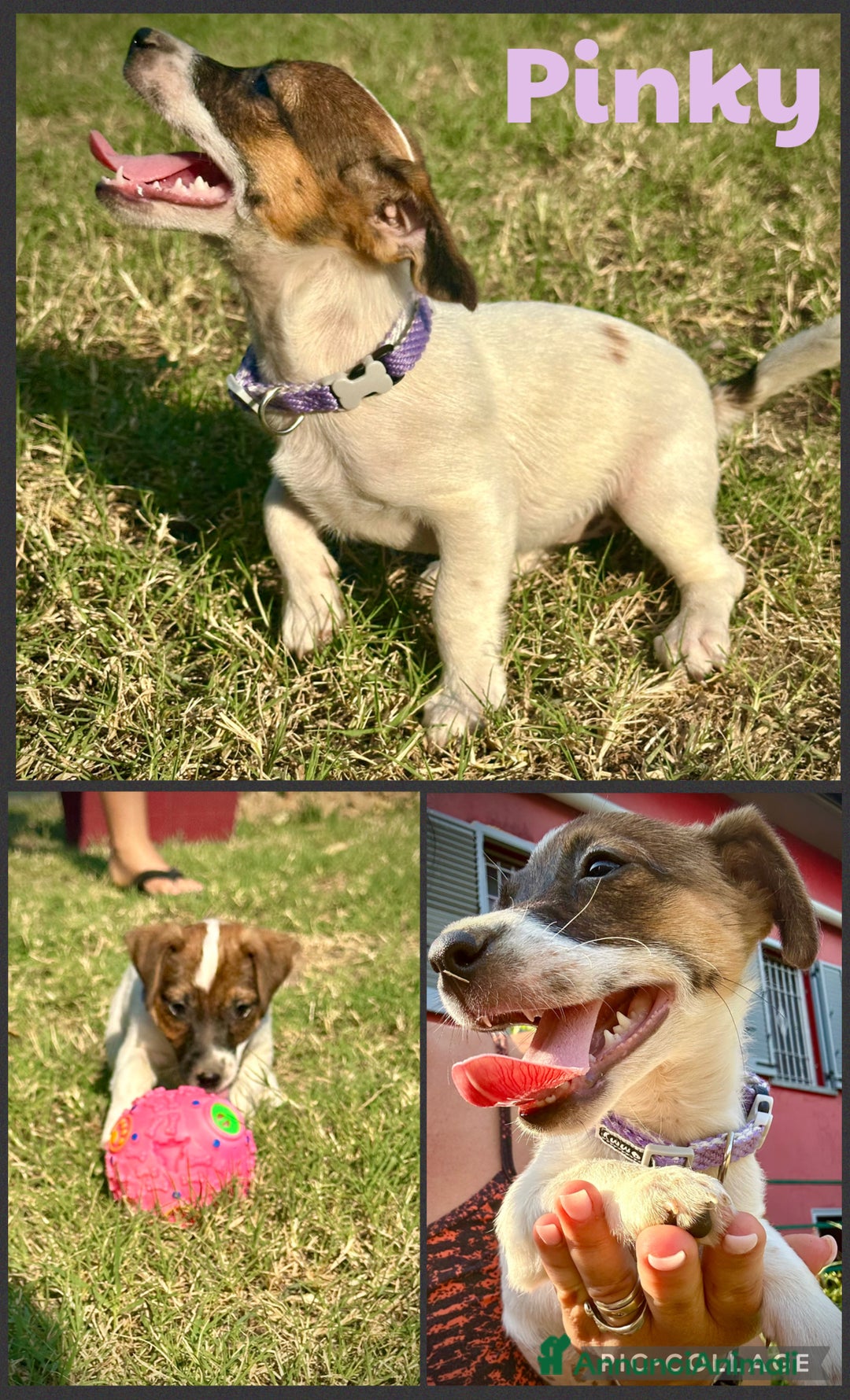 Jack Russell cani in vendita: Una splendida cucciolata a Provincia di Lodi - Immagine 3