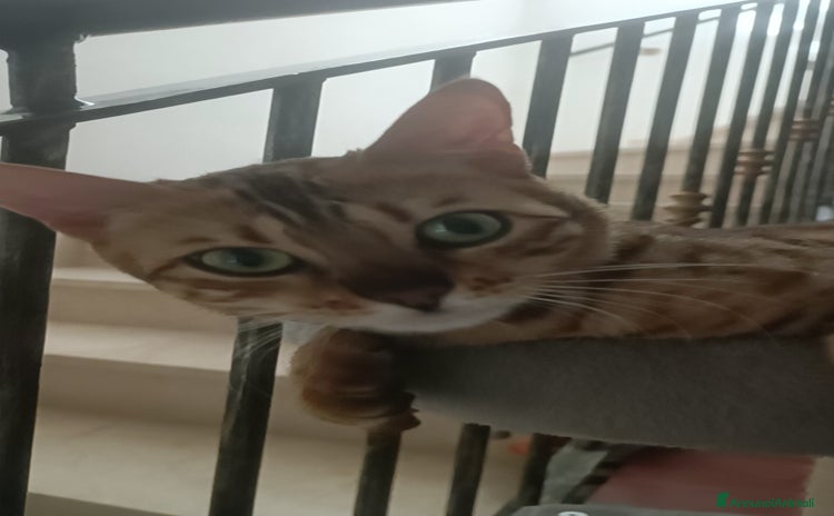 Bengala gatti - Annuncio 11