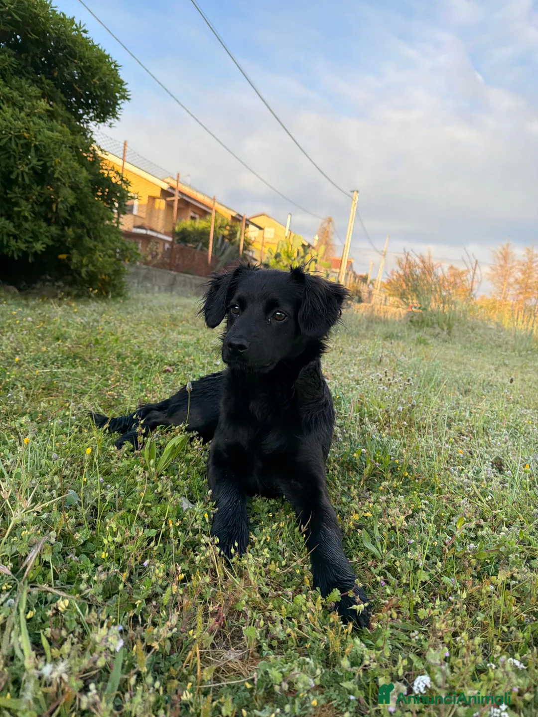 Meticcio cani in regalo: Fiona  a Provincia di Varese - Annuncio 3