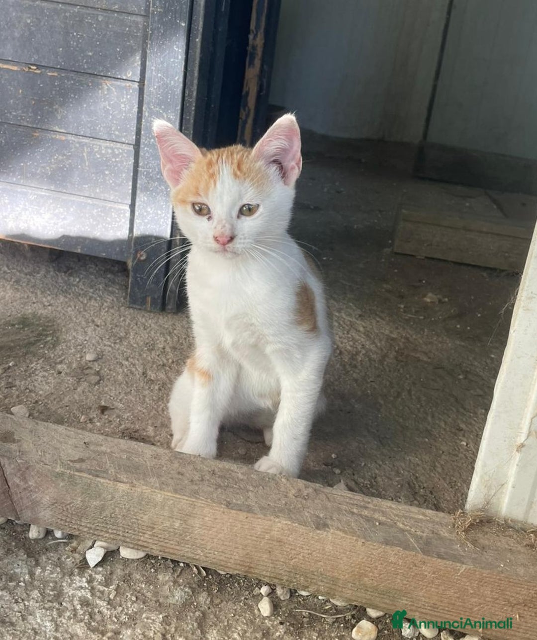 Meticcio gatti in regalo: PIMPI E POOH a Città metropolitana di Roma Capitale - Annuncio 5