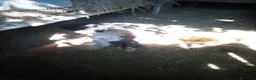 Meticcio cani in regalo: Regalo - Annuncio 4
