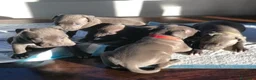 Pitbull cani in regalo: American Pitbull Terrier - Annuncio 2