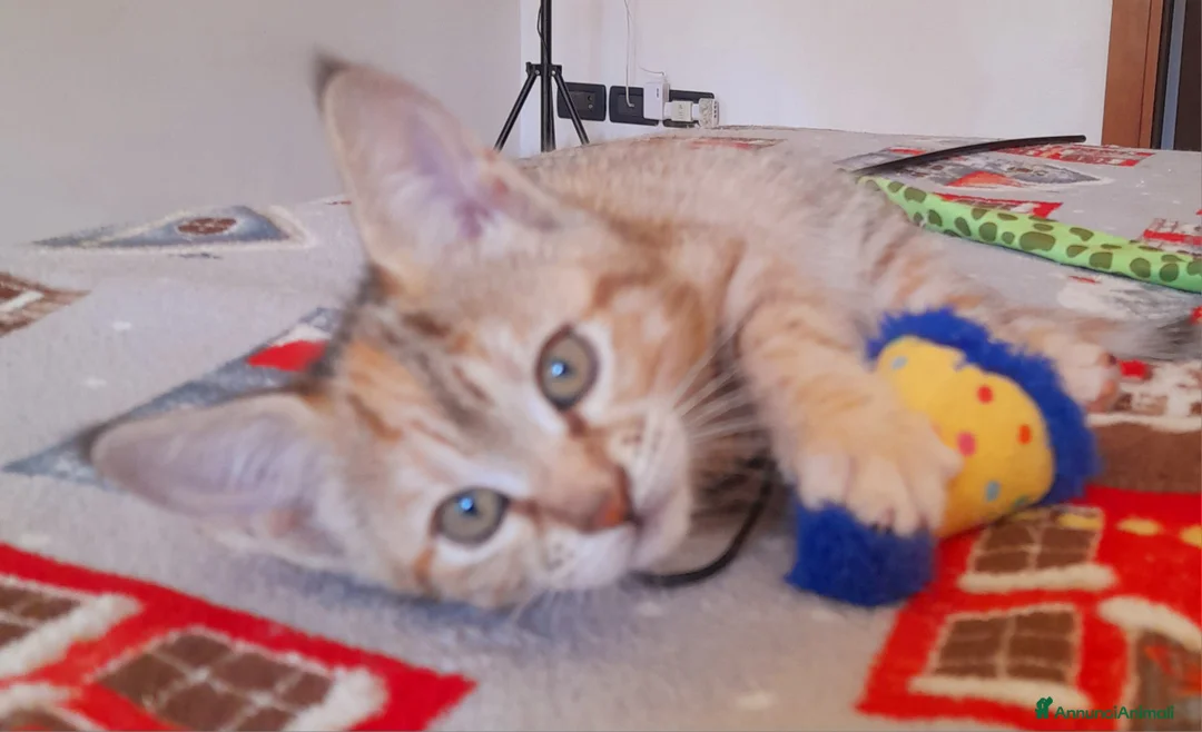 Maine Coon gatti in vendita: Gattina disponibile  - Annuncio 3