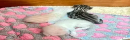 Bengala gatti in vendita: Gattino seal lynx  - Annuncio 2