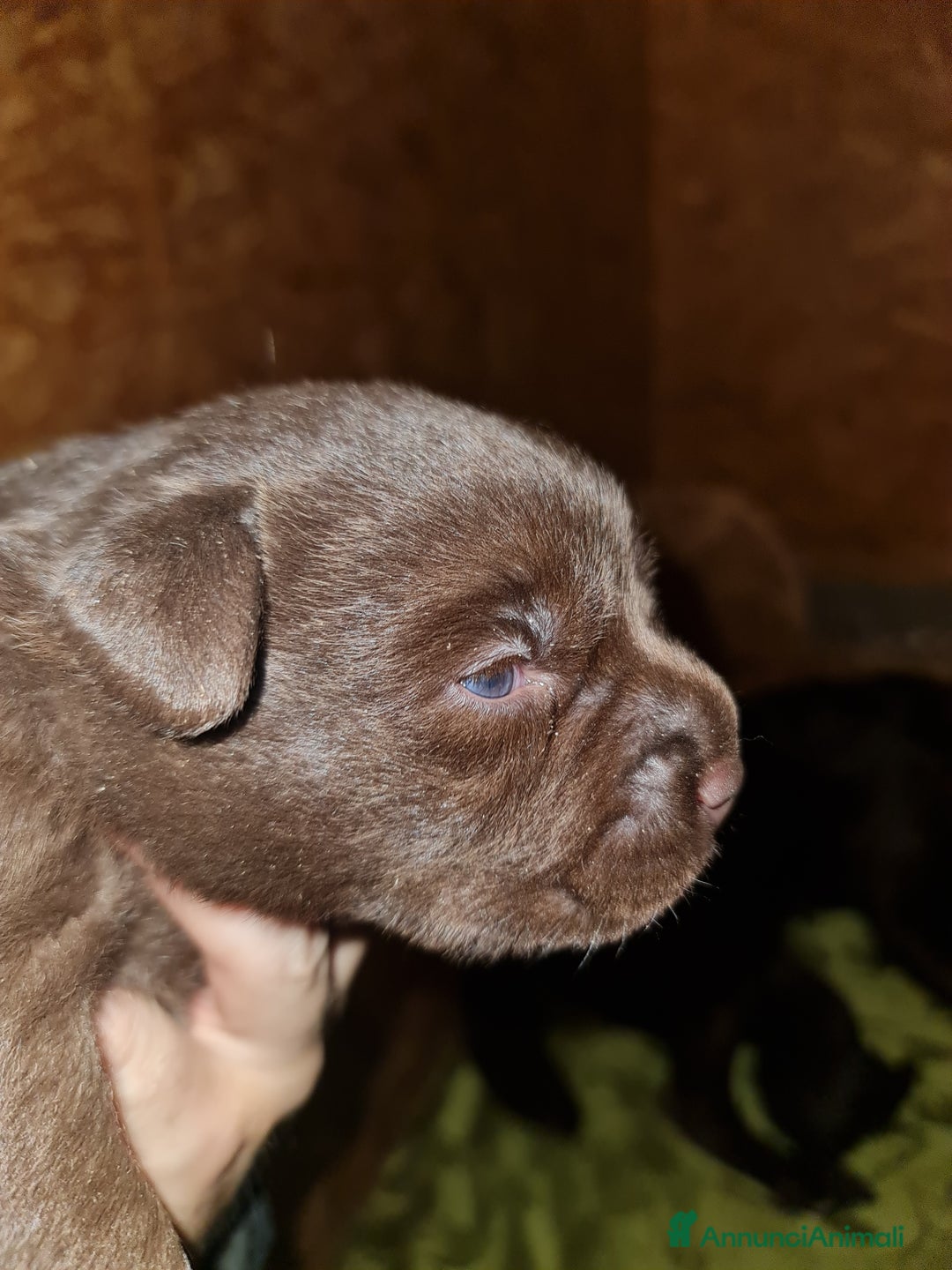 Labrador cani in vendita: LABRADOR choccolate Cuccioli - Annuncio 3