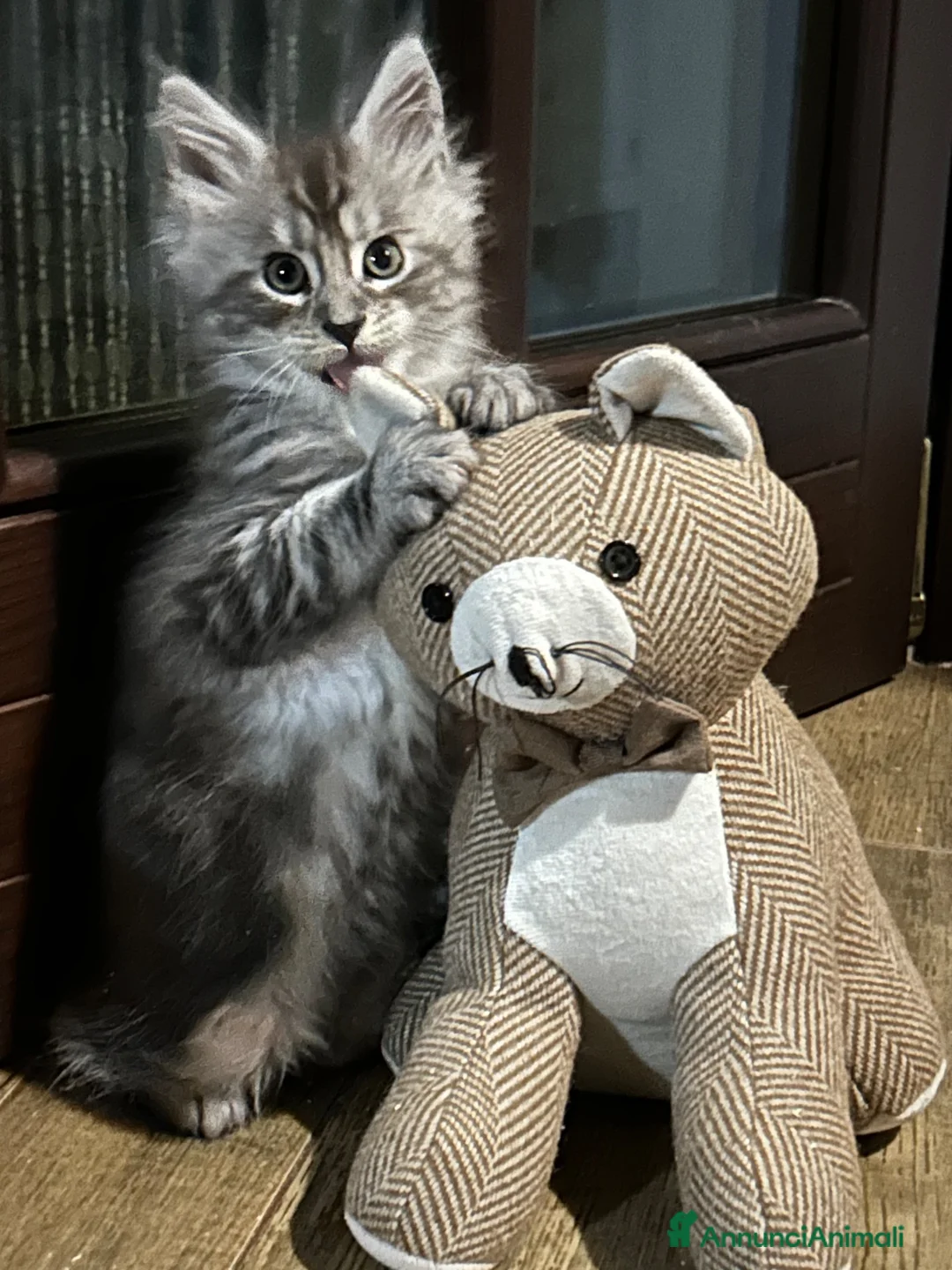 Maine Coon gatti in vendita: Maine Coon  - Annuncio 5