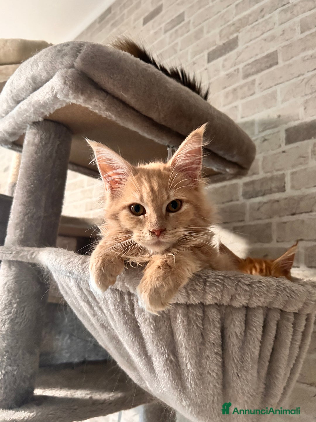 Maine Coon gatti in vendita: Cuccioli Maine Coon - Annuncio 12