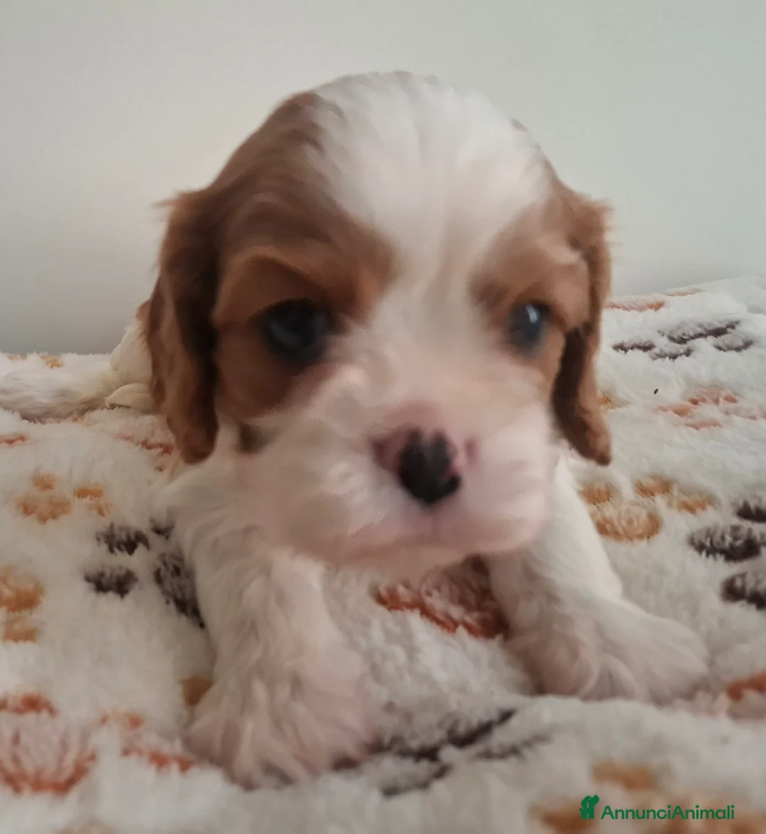 Cavalier King cani in vendita: Cucciole di Cavalier king blenheim con pedigree - Annuncio 6