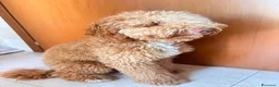 Barboncino cani in vendita: barboncino 10 mesi - Annuncio 2