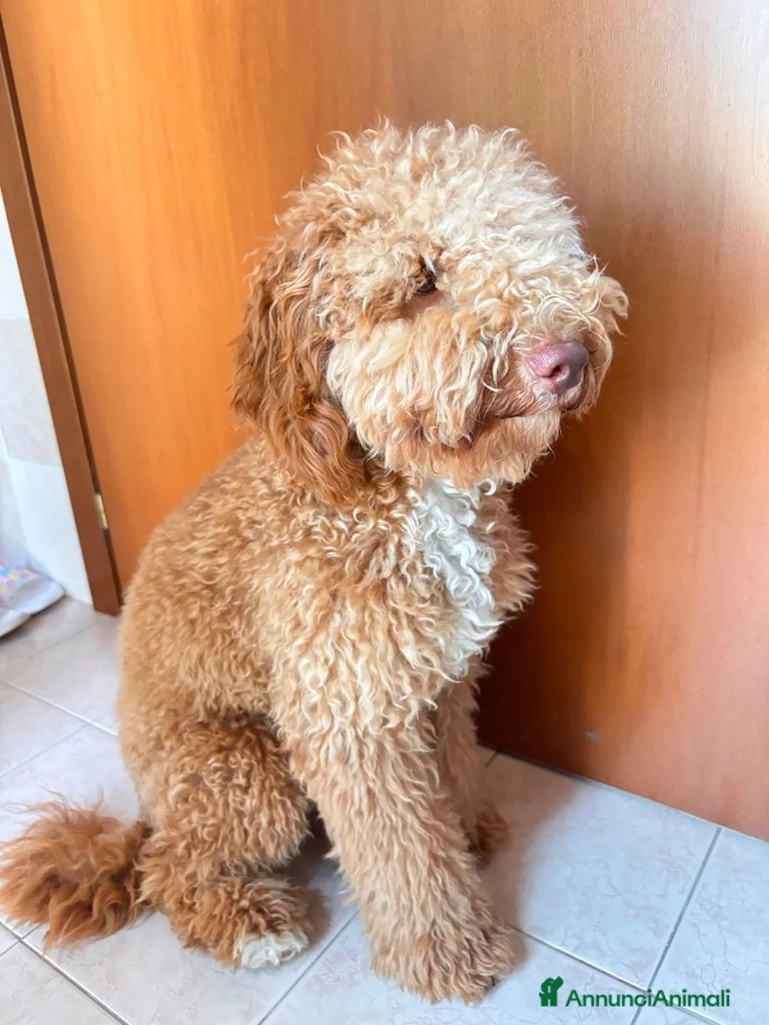 Barboncino cani in vendita: barboncino 10 mesi - Annuncio 2