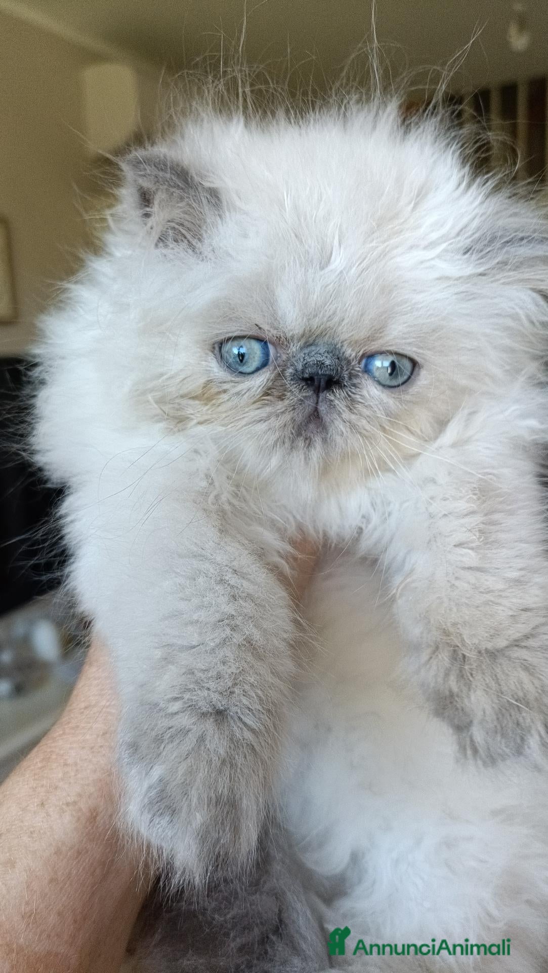 Persiano gatti Gattini Persiani Blue Point  - Annuncio 1