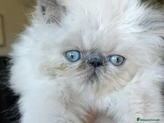 Persiano gatti Gattini Persiani Blue Point - Annuncio 1