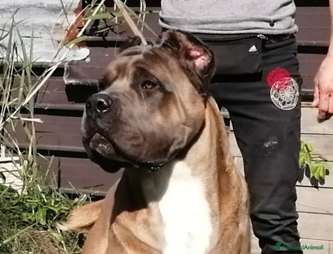 Immagine della galleria {{count}}